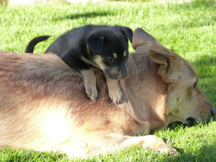 chinook dog